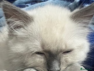 Ragdoll cats 3 Ragdoll kittens - Advert 1