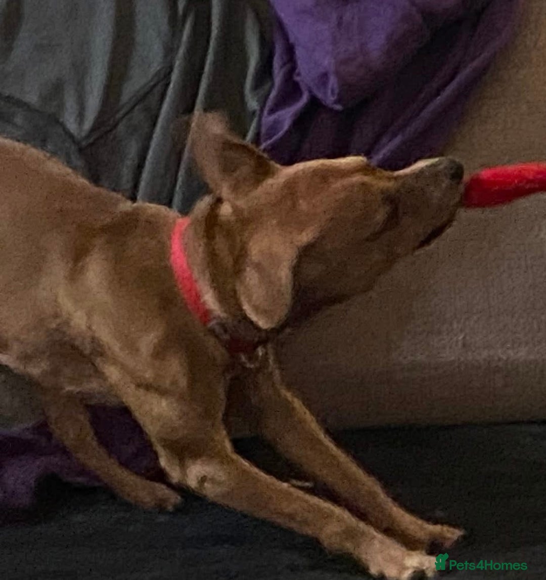 Mixed Breed dogs for sale: Alfie - Advert 11