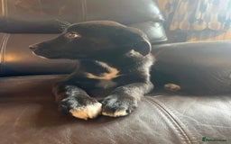 Mixed Breed dogs for sale: Border Collie girl - Image 1