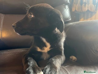 Mixed Breed dogs - Advert 9