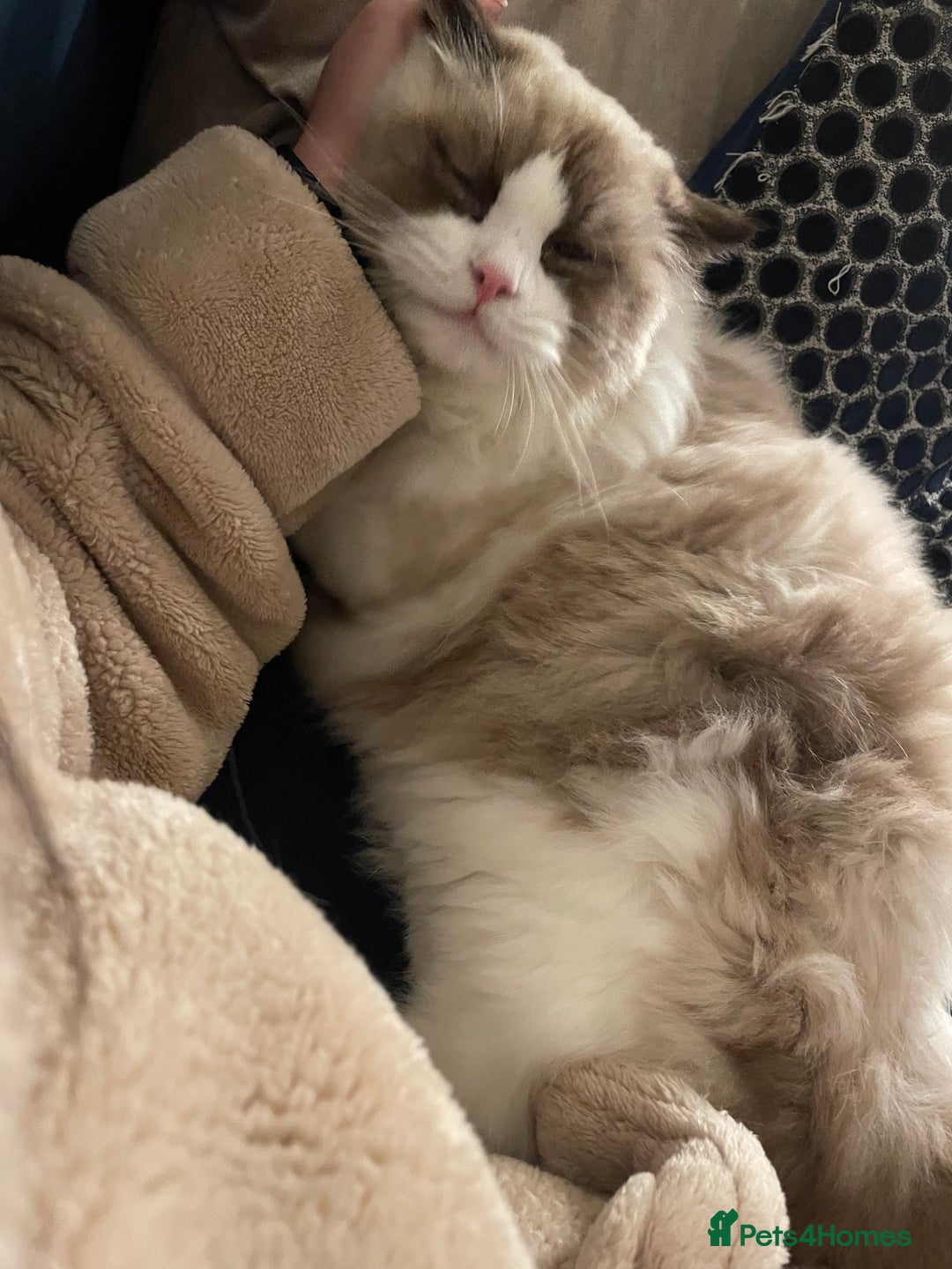 Ragdoll cats for sale: 🌸Extensively health tested Tica reg. kittens🌸 - Image 7
