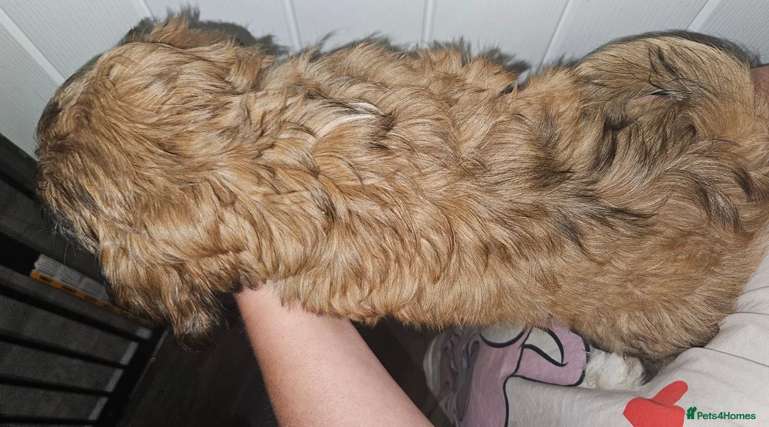 Lhasa Apso dogs for sale: Look 👀 stunning Lhasa Apso puppies. in Wakefield - Advert 2