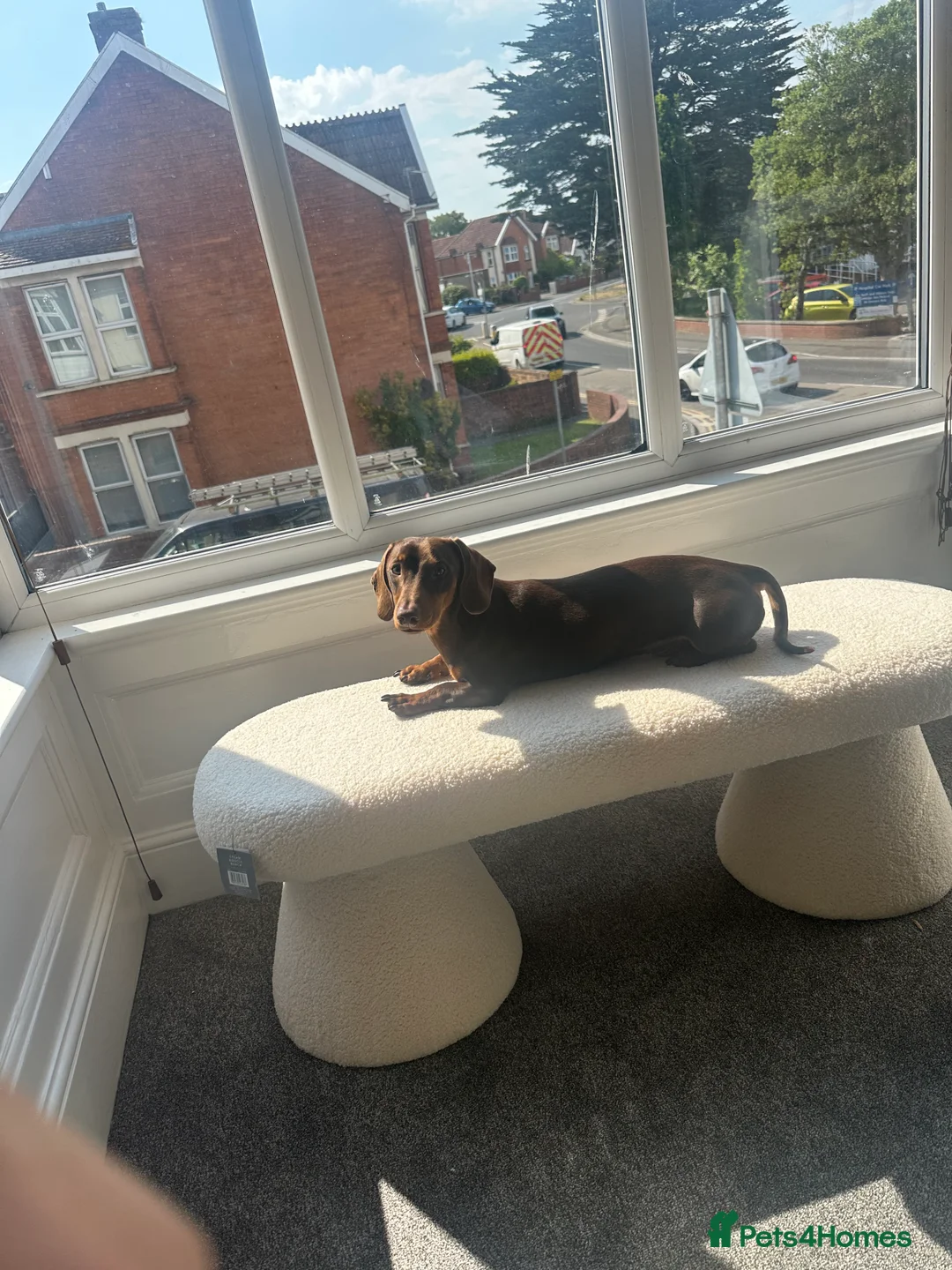 Dachshund dogs for stud: Stud Available — “Rolo” the Chocolate Dachshund  - Advert 12