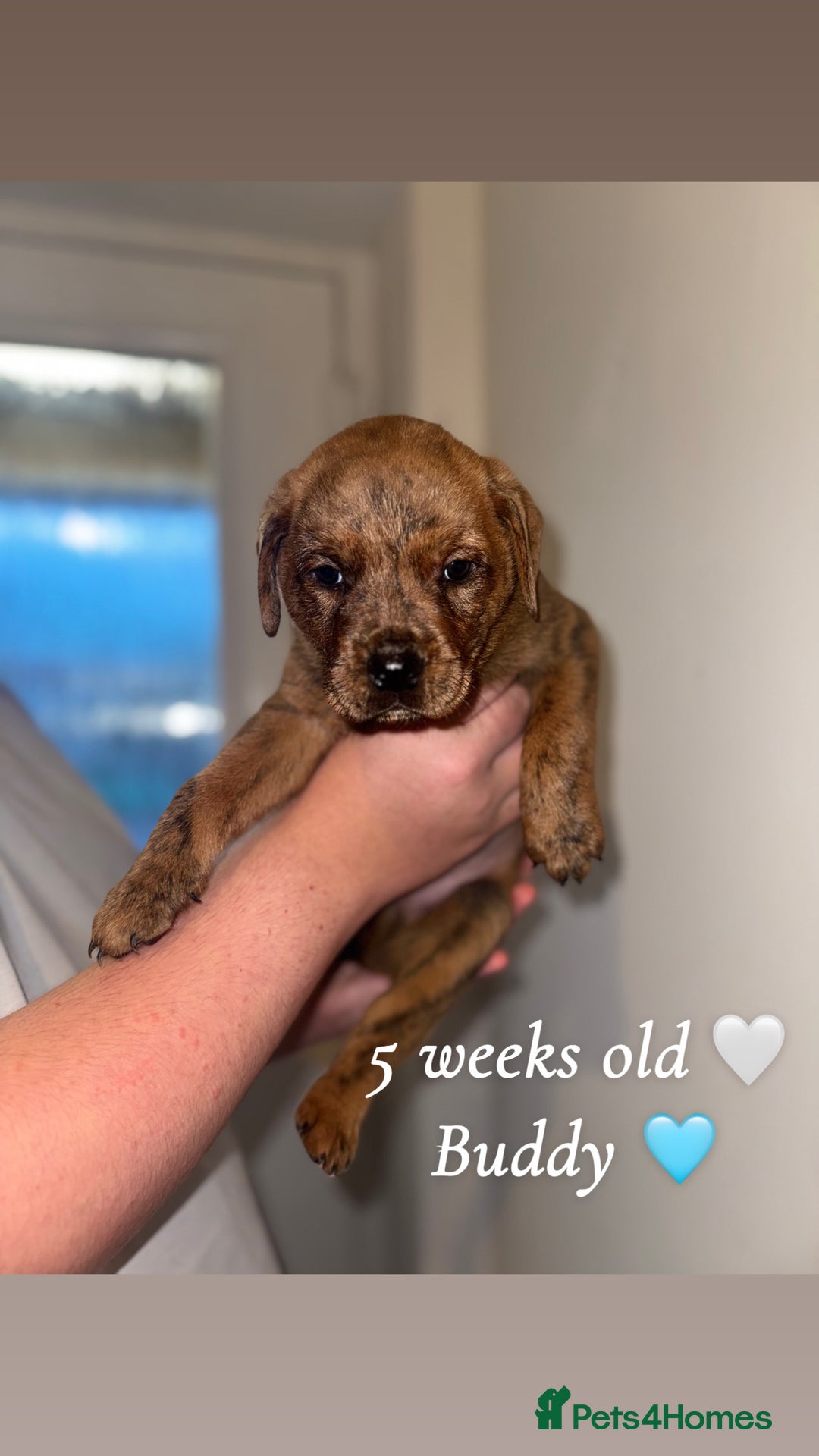 Mixed Breed dogs for sale: Rottweiler X American Bulldog Puppies  - Image 3