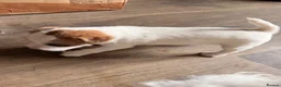 Parson Russell dogs for sale: Two Beautiful Parson Russell puppies - Advert 6