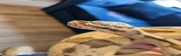 Python Snake reptiles for sale: Royal python  - Advert 2