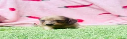 Miniature Dachshund dogs for sale: Long haired miniature dachshund puppies - Advert 23