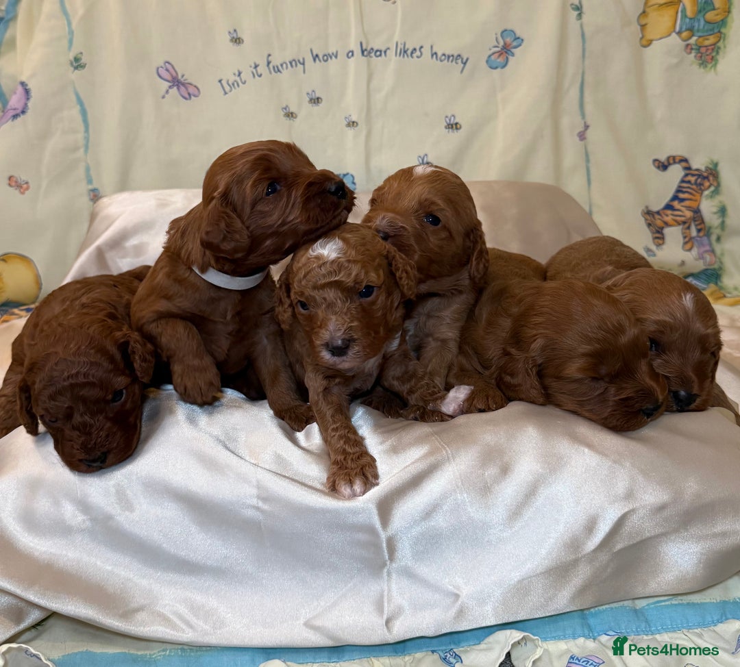 Cavapoo dogs for sale: 6 Cute Cavapoo puppies 6 - ready for homes in feb  - Advert 32