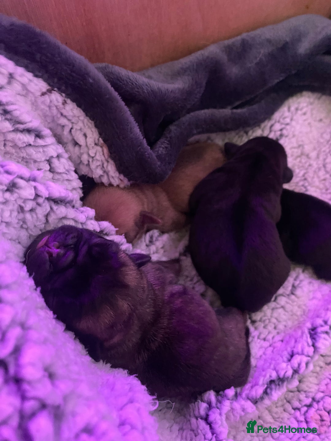 Pug dogs for sale: Pedigree pug puppies  - Image 4