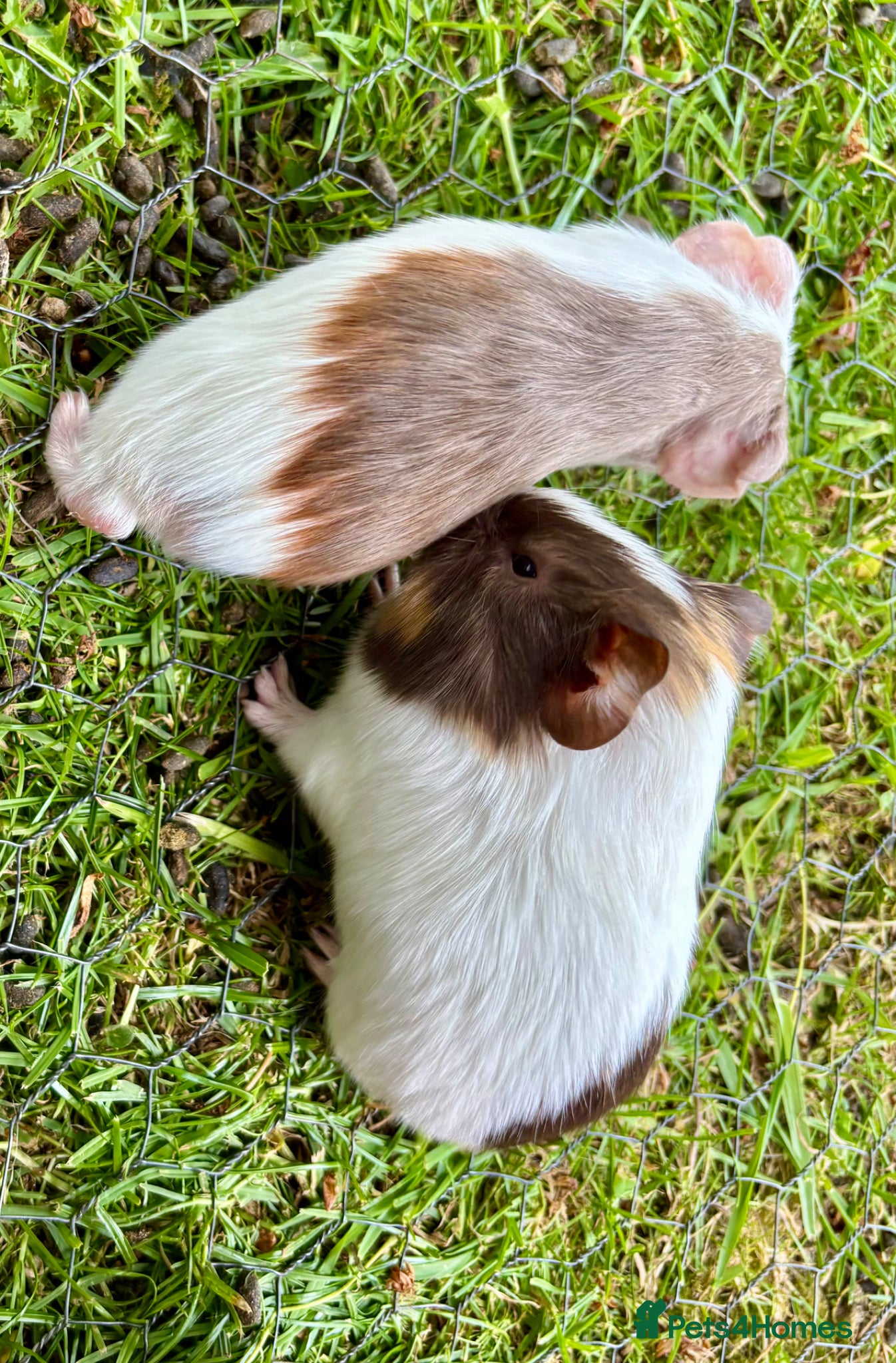 Guinea Pig rodents 3 Baby Boy Guinea Pigs for sale - Advert 22