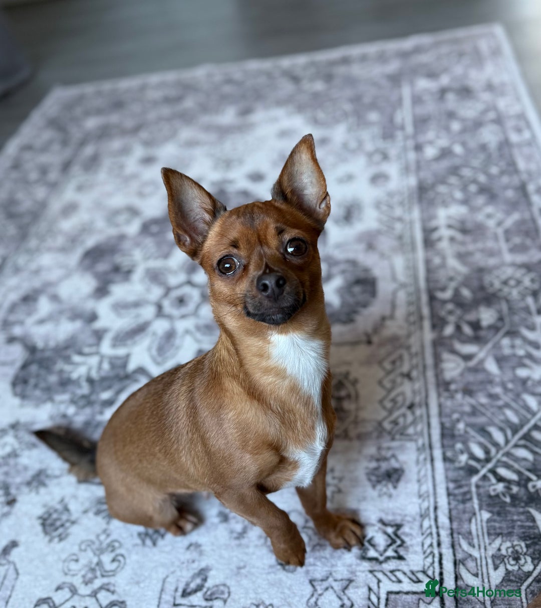 Chihuahua dogs for sale: Absolutely Stunning Little Chihuahua Puppies - Image 16