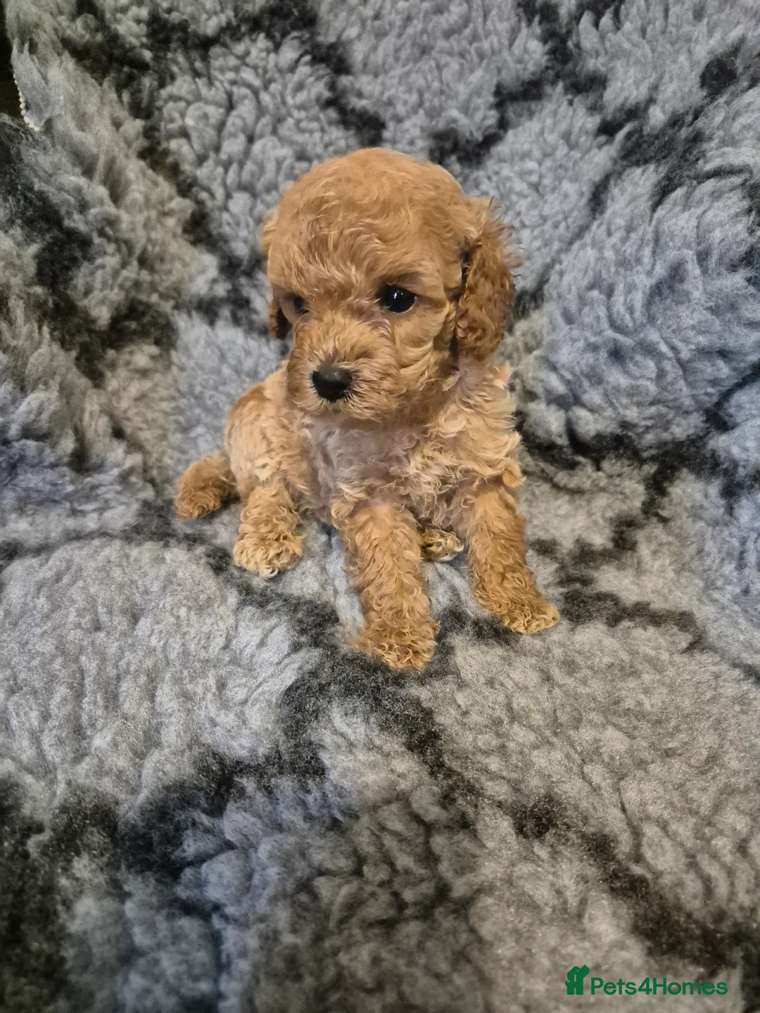 Mixed Breed dogs for sale: Asian cross toy poodle beautiful puppies - Advert 23