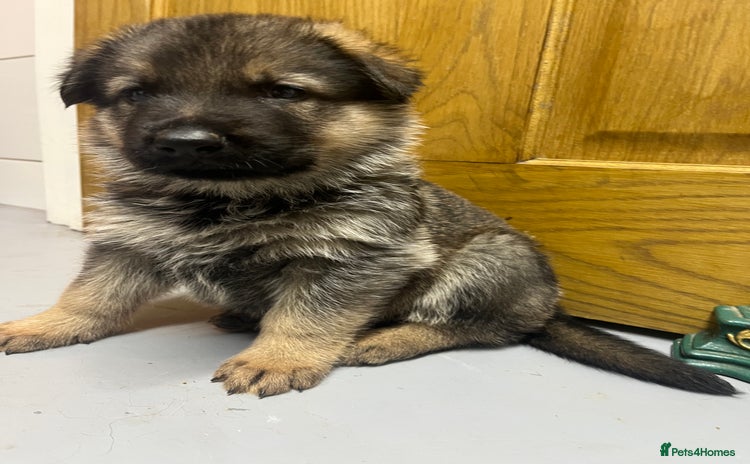 German Shepherd dogs - Advert 1