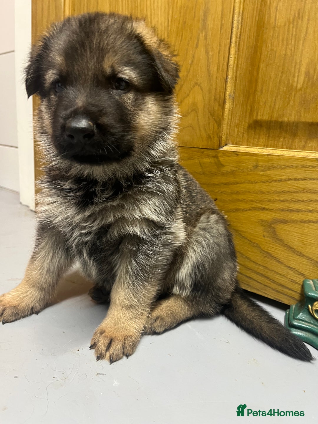 German Shepherd dogs for sale: Chunky GSD puppies from health tested parents  - Image 2