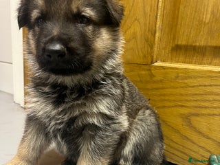 German Shepherd dogs - Advert 23