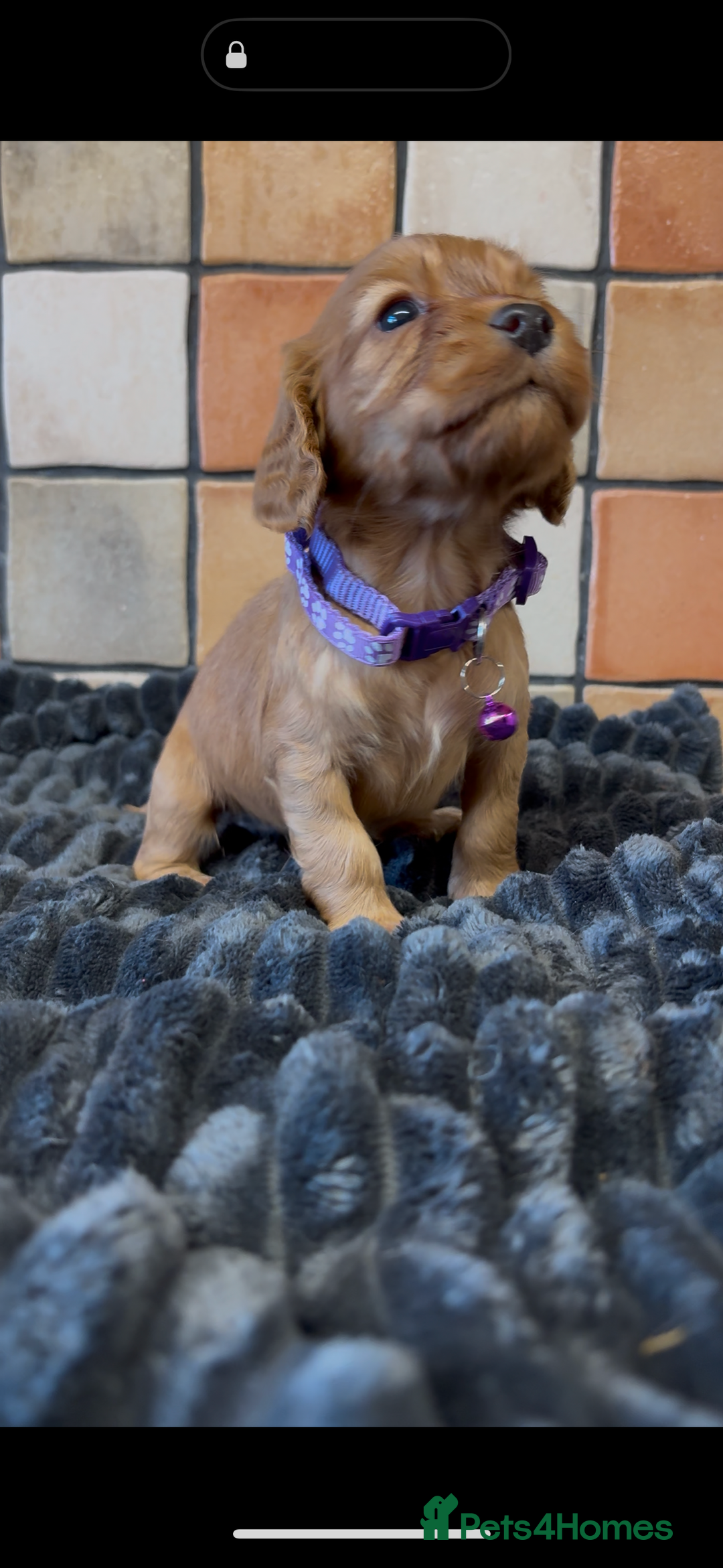 Cocker Spaniel dogs for sale: Golden Cocker spaniel puppies working bred  - Advert 3