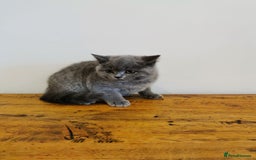 British Shorthair cats for sale: REDUCED LAST 4 REMAINING! TICA BRITISH SHORTHAIRS - Image 3