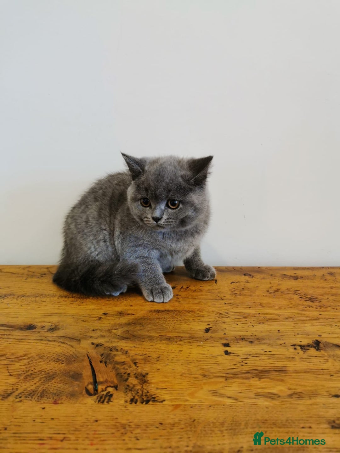 British Shorthair cats for sale: REDUCED LAST 4 REMAINING! TICA BRITISH SHORTHAIRS - Image 3