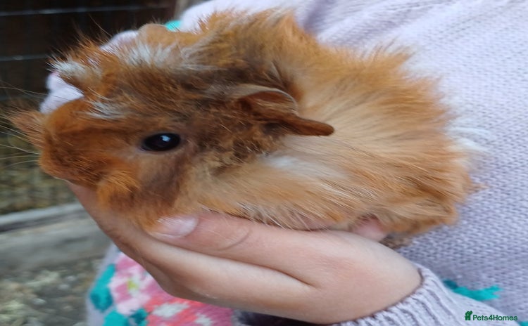 Guinea Pig rodents - Advert 13