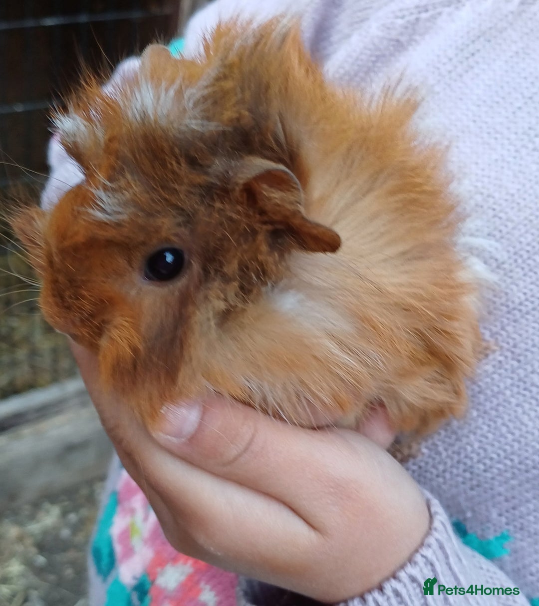 Guinea Pig rodents for sale: Male baby guinea pigs - Image 1