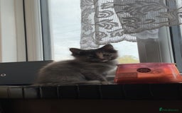 Ragcoon cats for sale: Beautiful Maine Coon x Ragdoll Kittens  Available - Image 9