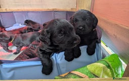 Springador dogs for sale: Springador puppies  - Image 2