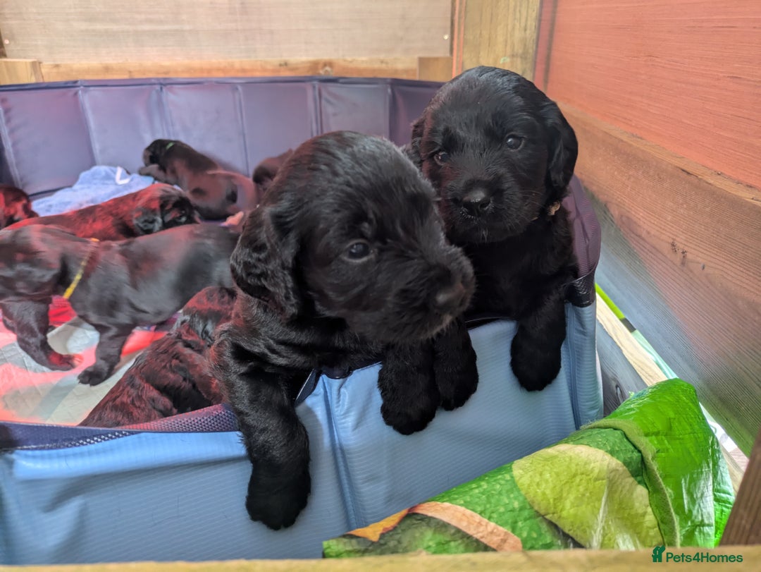 Springador dogs for sale: Springador puppies  - Image 2