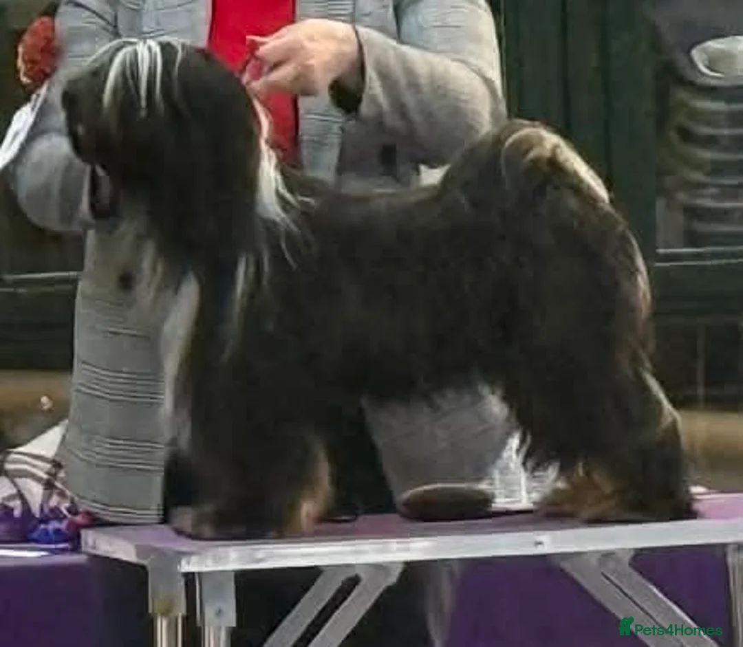 Tibetan Terrier dogs for sale: Tibetan terrier girls  - Advert 4