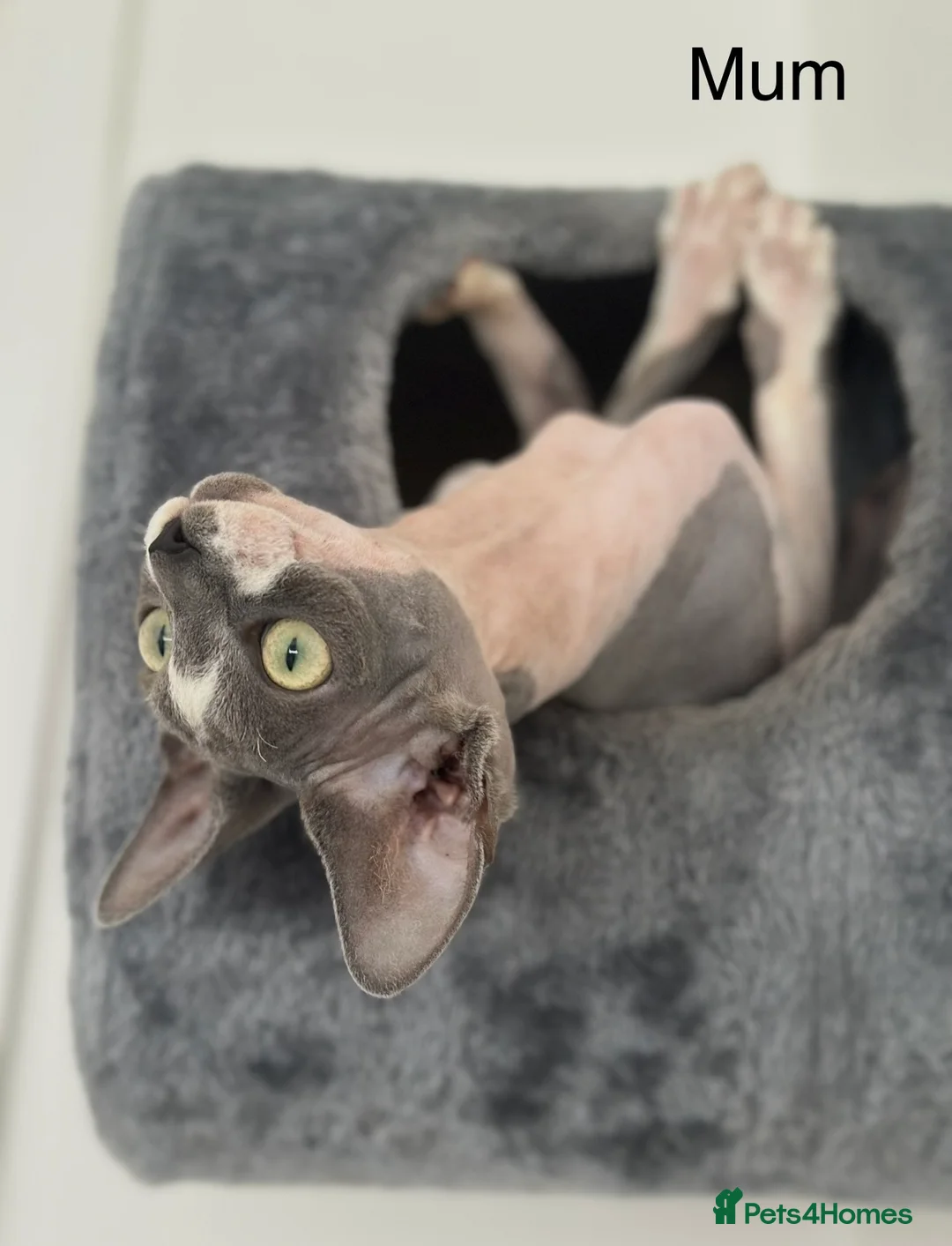 Sphynx cats for sale: Beautiful sphynx kittens from a mum and dad home - Advert 2