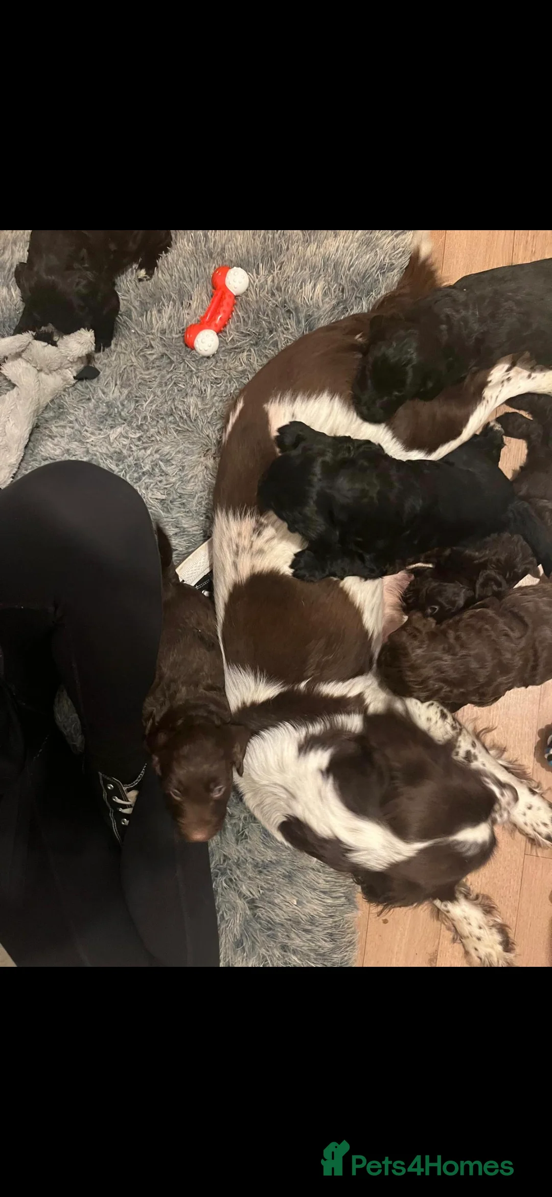 Mixed Breed dogs for sale: Beautiful Sprockerpoo puppies 😍 - Advert 2