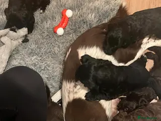 Mixed Breed dogs Beautiful Sprockerpoo puppies 😍 - Advert 1