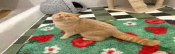 British Shorthair cats for stud: Gorgeous Cream British shorthair  - Advert 7