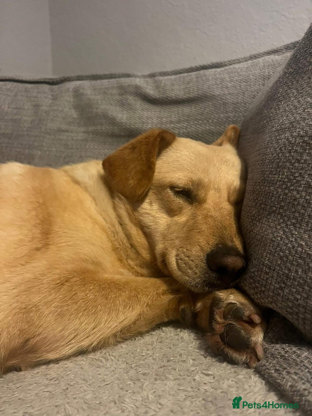 Mixed Breed dogs for adoption: Nelly - Available For Adoption - Advert 4