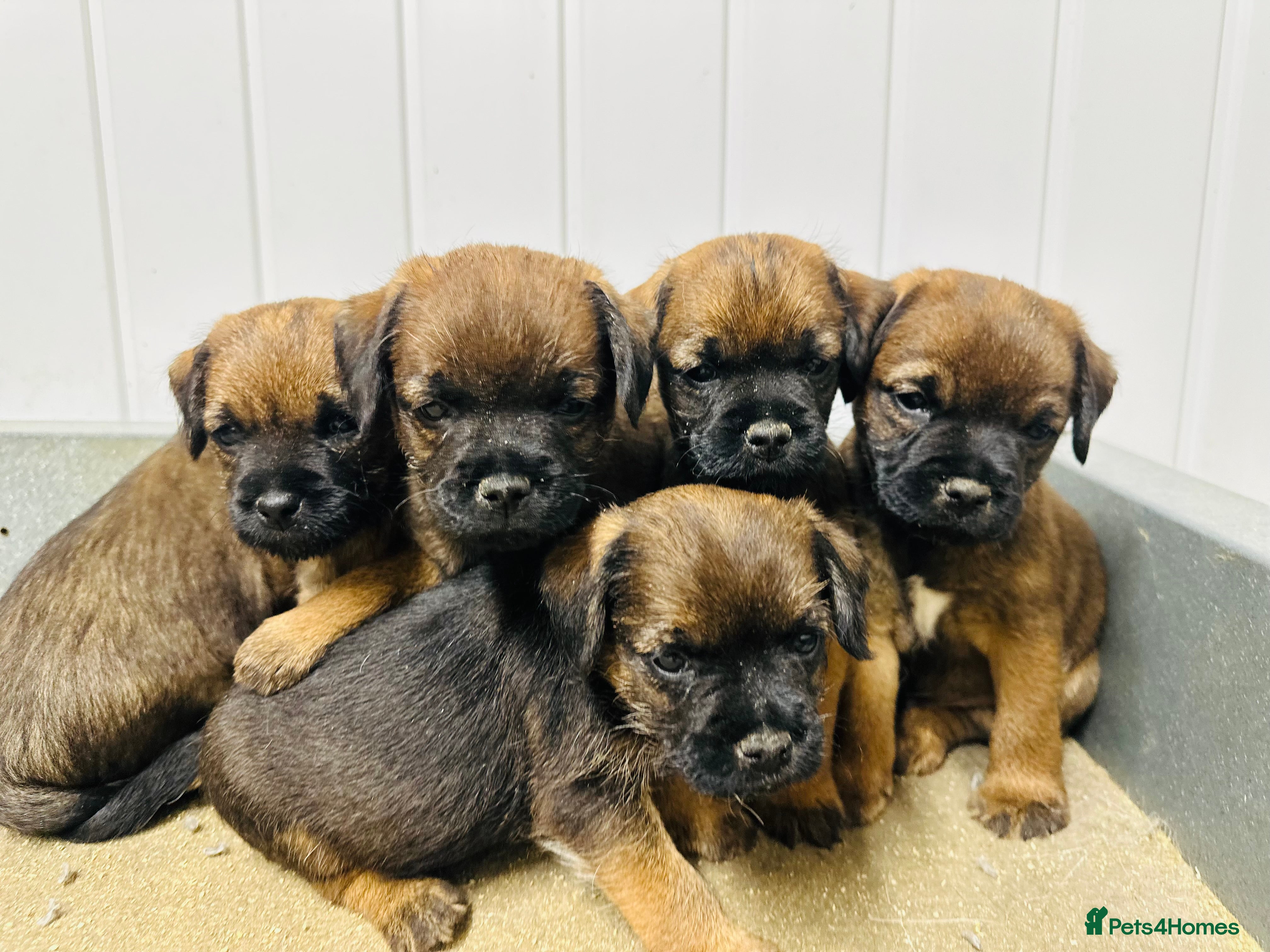 Border Terrier dogs KC border terrier puppies  - Advert 2