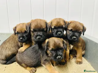 Border Terrier dogs KC border terrier puppies - Advert 2