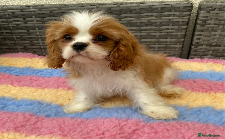Cavalier King Charles Spaniel dogs in Wolverhampton - Advert 4
