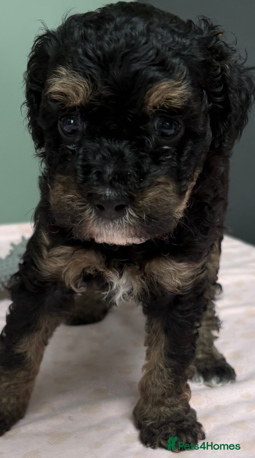 Maltipoo dogs for sale: Beautiful maltipoo puppies - Image 7