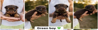 Green boy 