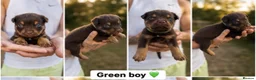 Mixed Breed dogs for sale: Rottweiler X Belgium Mali Puppies - Advert 7