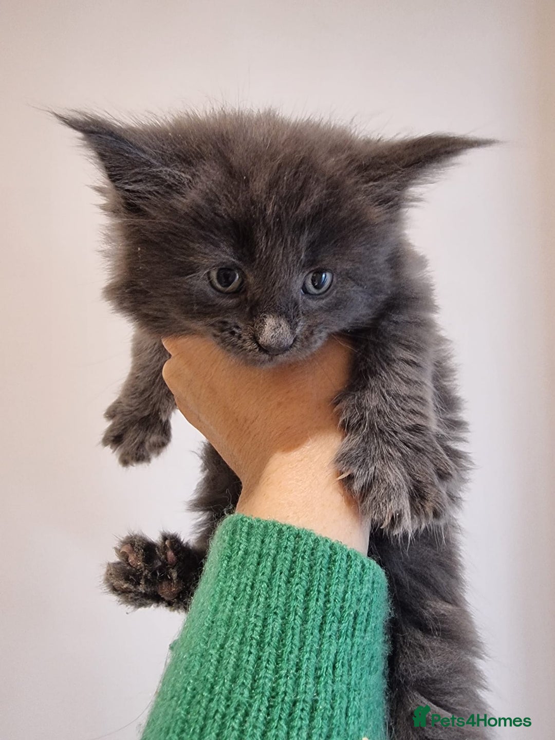 Maine Coon cats for sale: Maine Coon Kittens for sale - Image 1