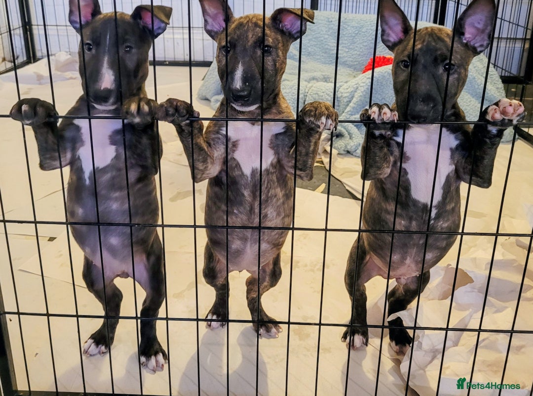 English Bull Terrier dogs for sale: ENGLISH BULL TERRIER,LITTER DUE 8TH OCTOBER  - Advert 31