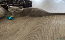 British Shorthair cats for sale: Chunky British Shorthair Kittens in Braintree - Image 18