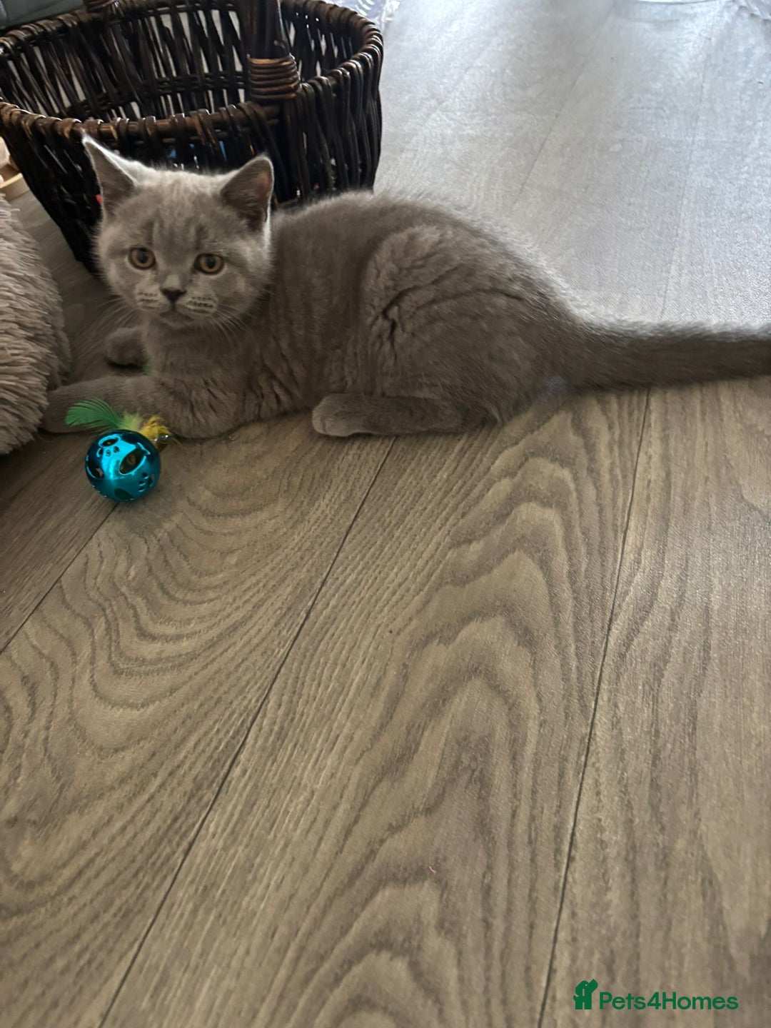British Shorthair cats for sale: Chunky British Shorthair Kittens in Braintree - Image 18