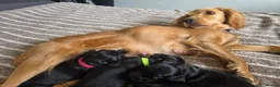Cocker Spaniel dogs for sale: Four Beautiful Cocker Spaniel Puppies  in Chelmsford - Advert 6