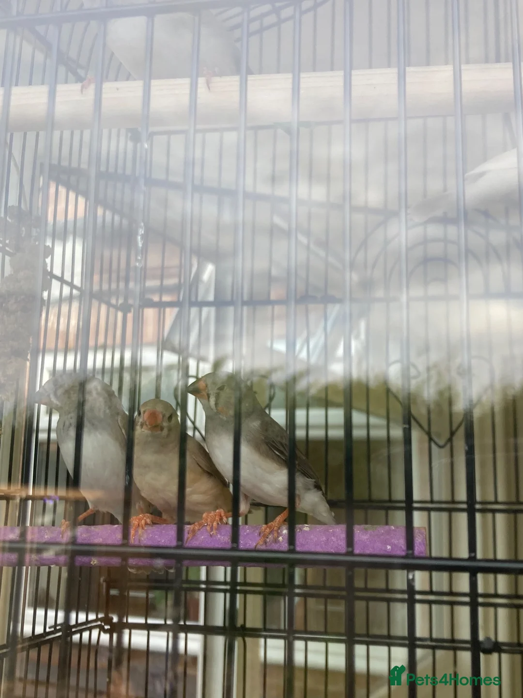 Finches birds for sale: 6 Young Zebra Finches - Advert 7