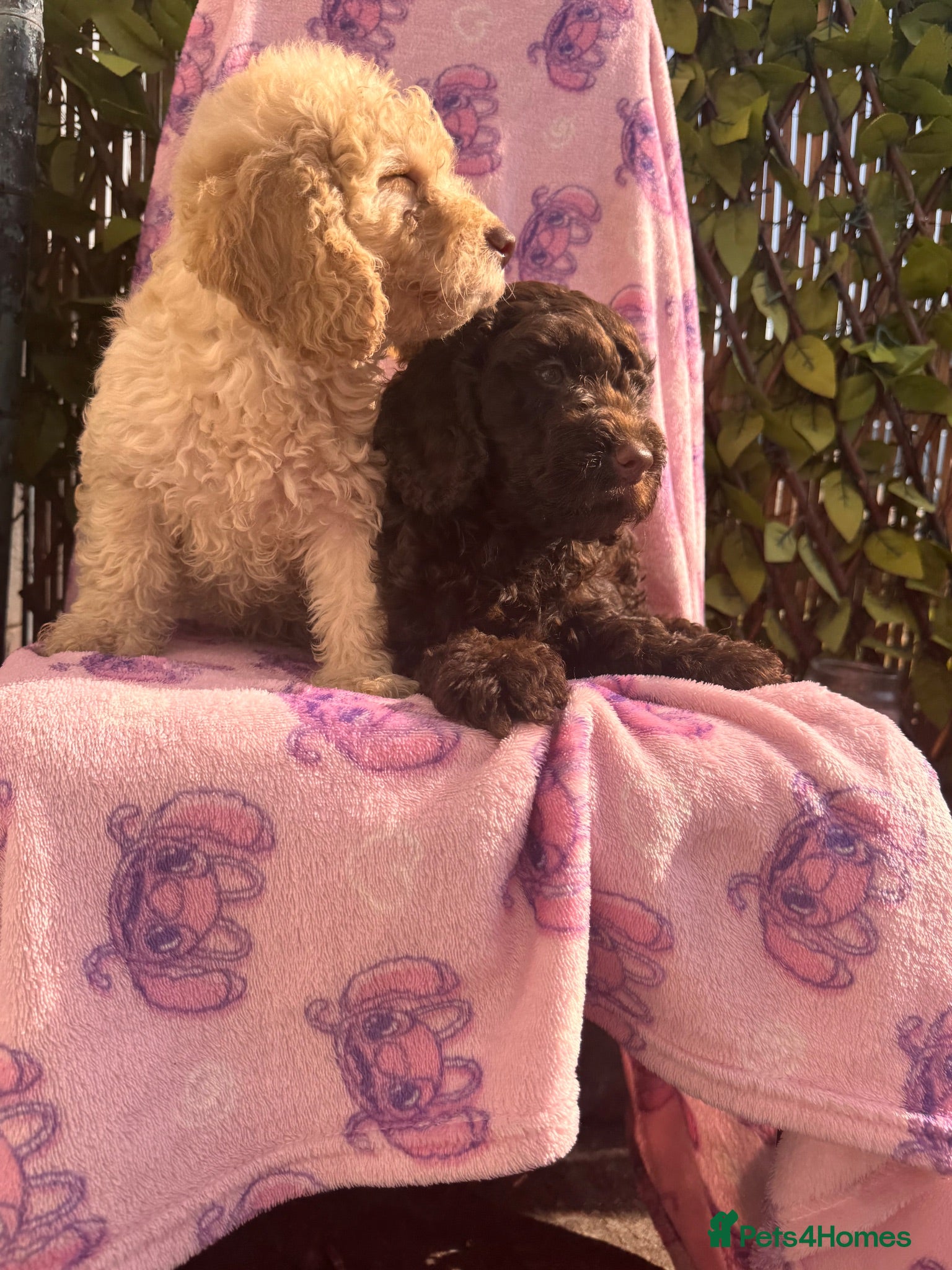 Cockapoo dogs ⭐️Outstanding health tested Cockapoo’s⭐️ - Advert 1