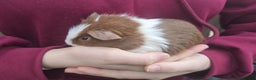 Guinea Pig rodents for sale: Young Guinea Pigs - Advert 1
