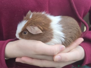 Guinea Pig rodents Young Guinea Pigs - Advert 2
