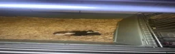 Guinea Pig rodents for sale: 2 baby sows needing forever homes - Advert 4