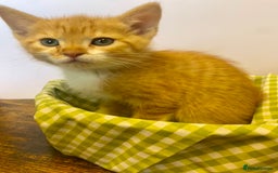 European cats for sale: Colourful kittens - Image 8
